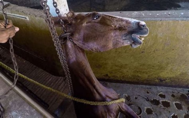 Why are horse slaughtered?