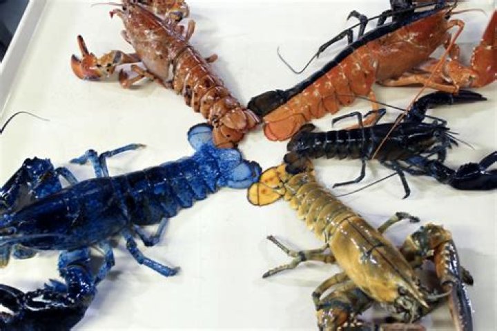 Why are lobsters kept alive?
