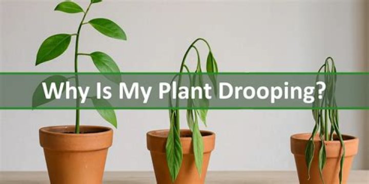 Why are my cuttings drooping?