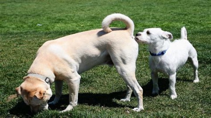 Why do dogs always want to touch you?