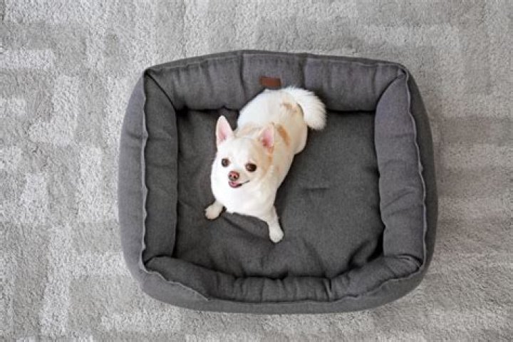 Why do dogs dig in their bed before they lay down?
