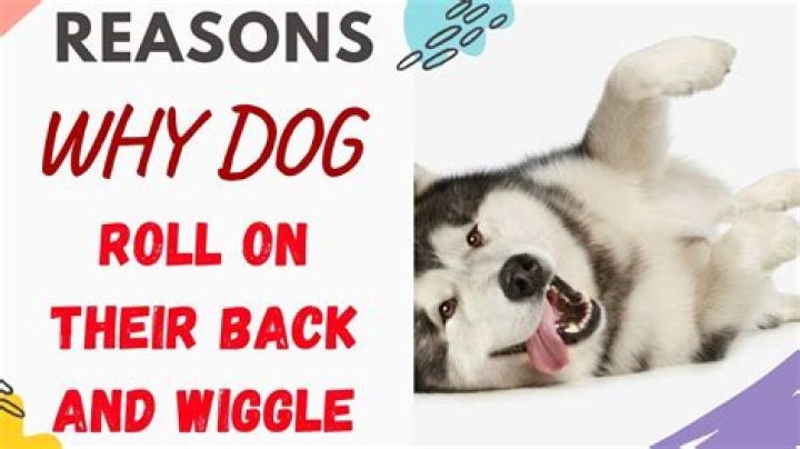 Why do dogs roll in the grass after a bath?