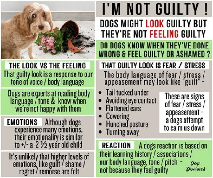 Why do guilty dogs look away?