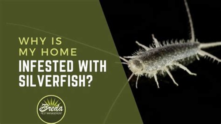 Why do I have silverfish in my bed?