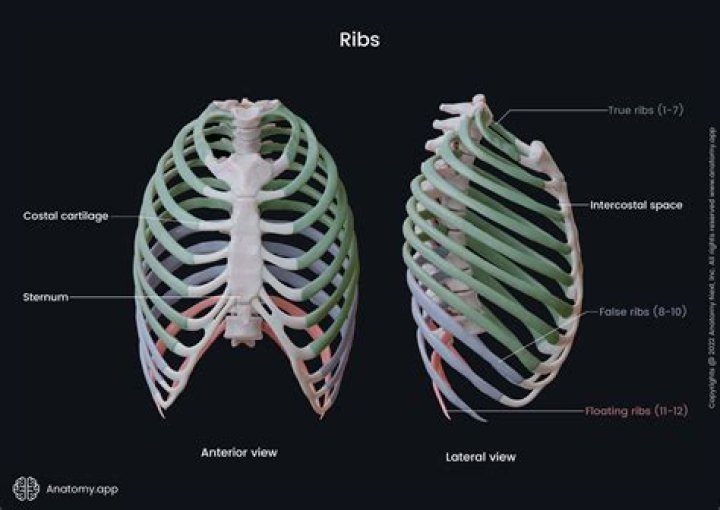 Why do we have ribs?