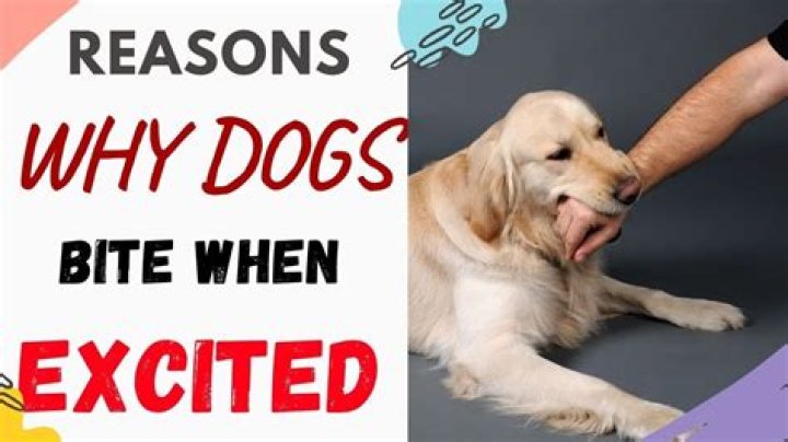 Why does my dog bite me gently?