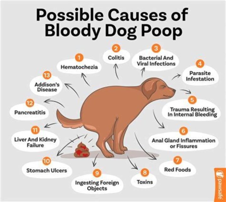 Why does my dog bring his poop in the house?