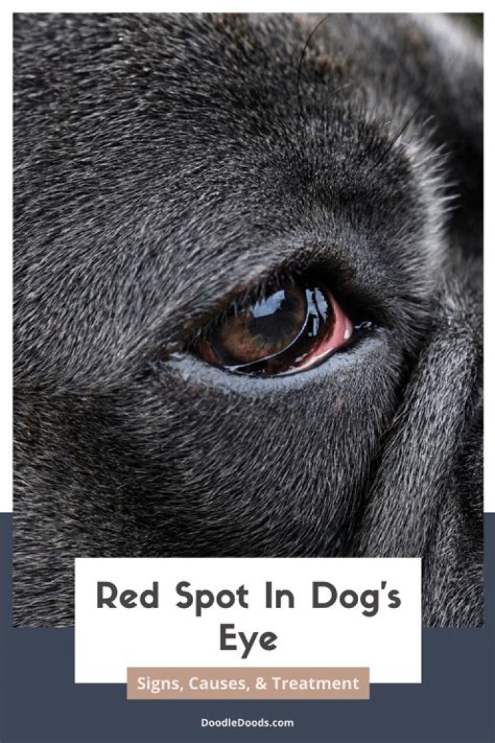 Why does my dog look at me out of the corner of his eye?