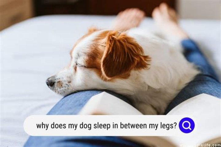 Why does my dog wait to eat until I go to bed?