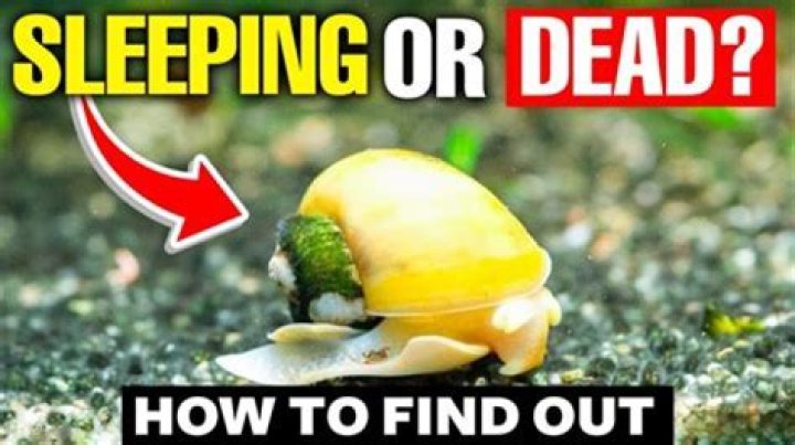Why does my snail sleep upside down?