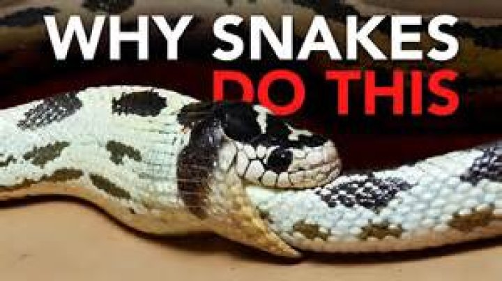 Why does the snake eat itself?