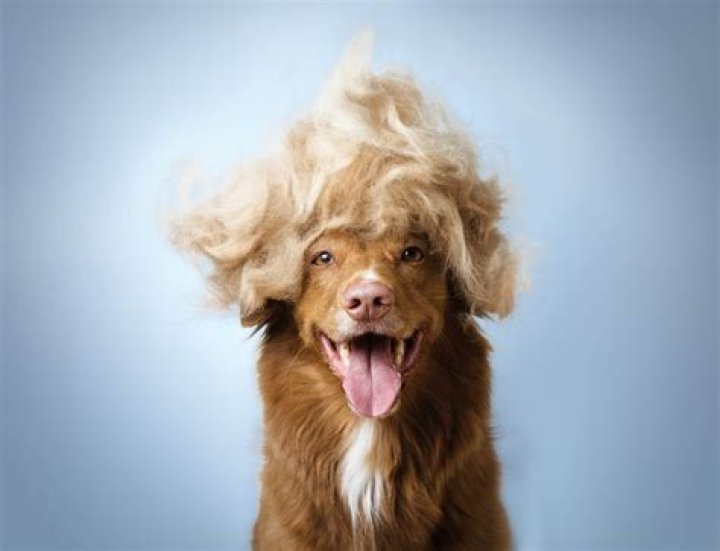 Why is it called hair of the dog?