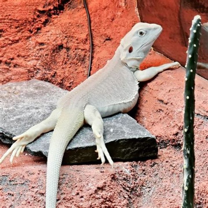 Why is my bearded dragon tail turning white?