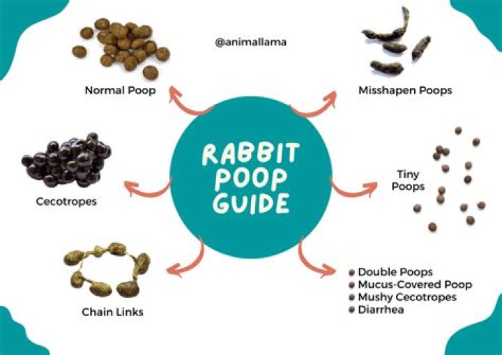 Why is my bunnies pee orange?