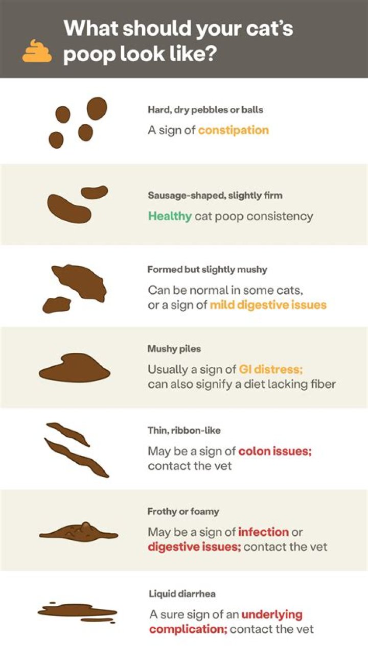 Why is my child eating poop?