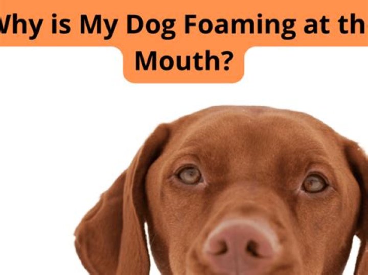 Why is my dog doing something weird with its mouth?