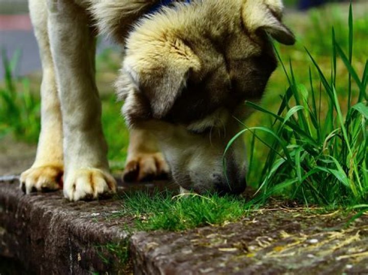 Why is my dog frantically eating grass and panting?