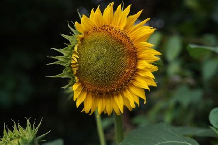 Why is my sunflower not blooming?