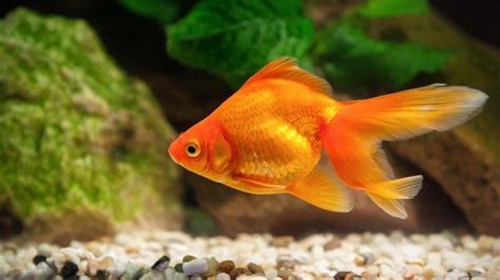 Why you shouldn't dump goldfish?