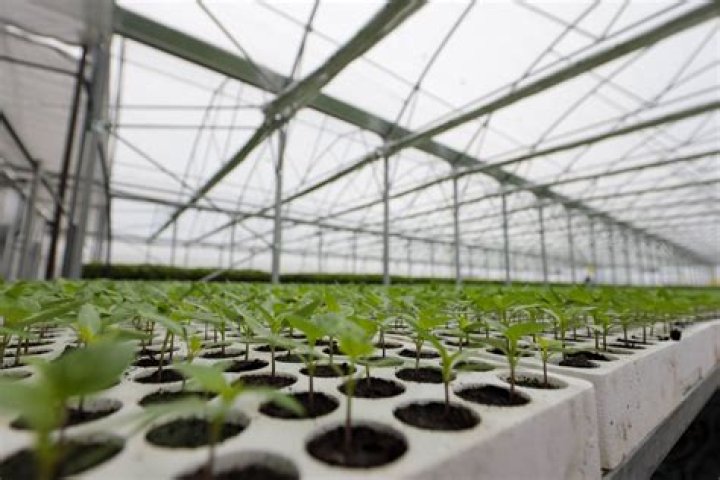 Will Solana keep growing?